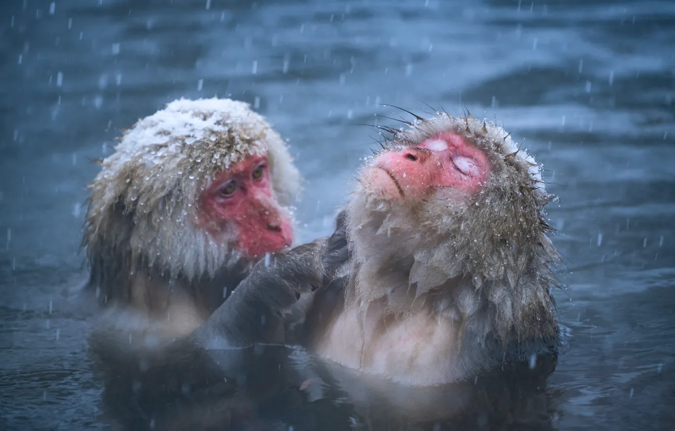 Photo wallpaper winter, snow, pose, bathing, pair, monkey, pond, Japanese macaques