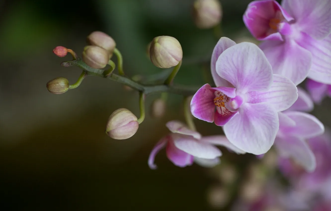 Photo wallpaper pink, petals, buds, Orchid