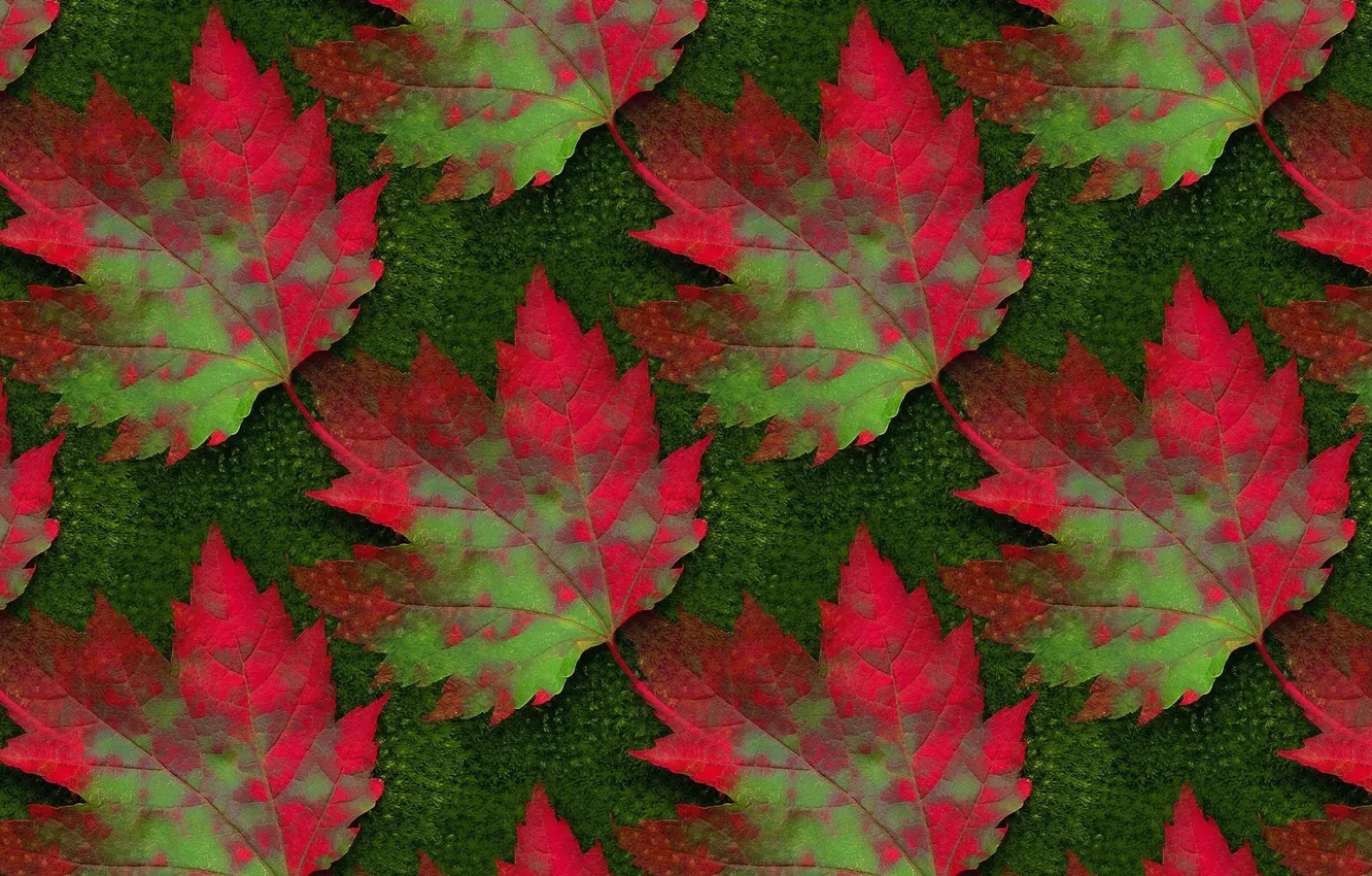 Photo wallpaper autumn, sheet, background, texture, maple