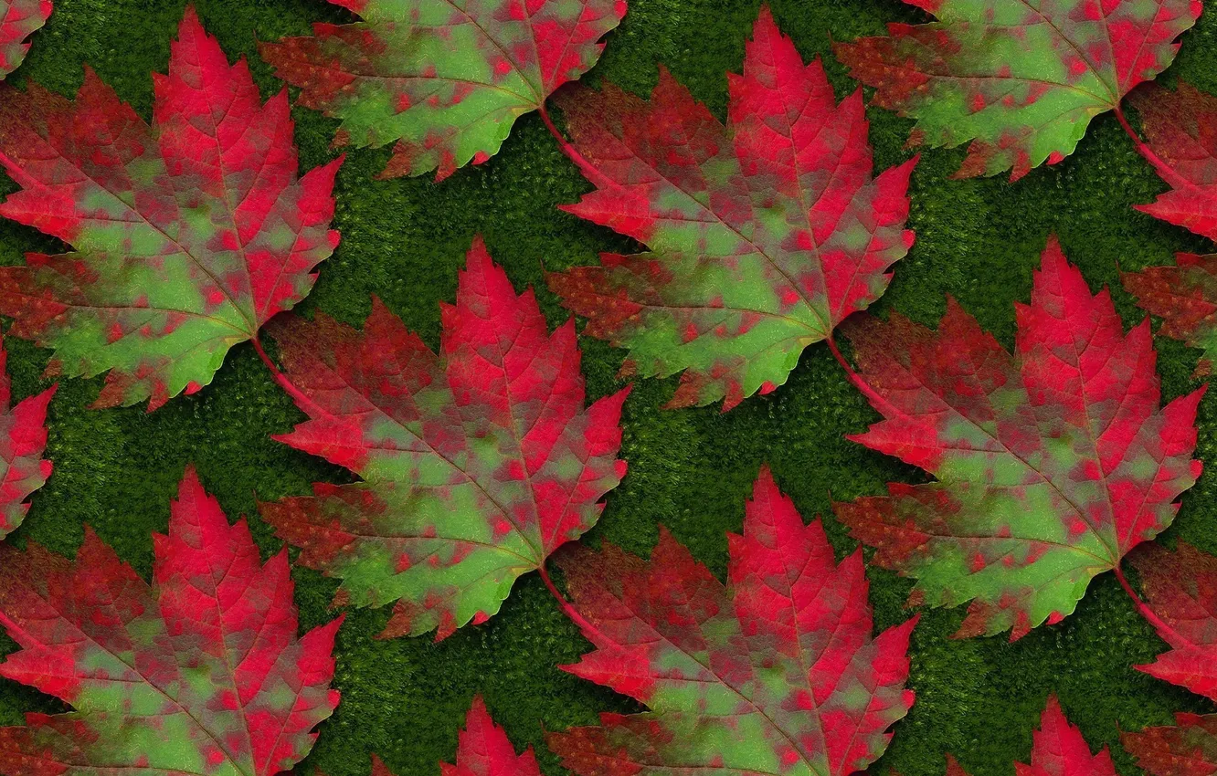Photo wallpaper autumn, leaves, background, texture, maple