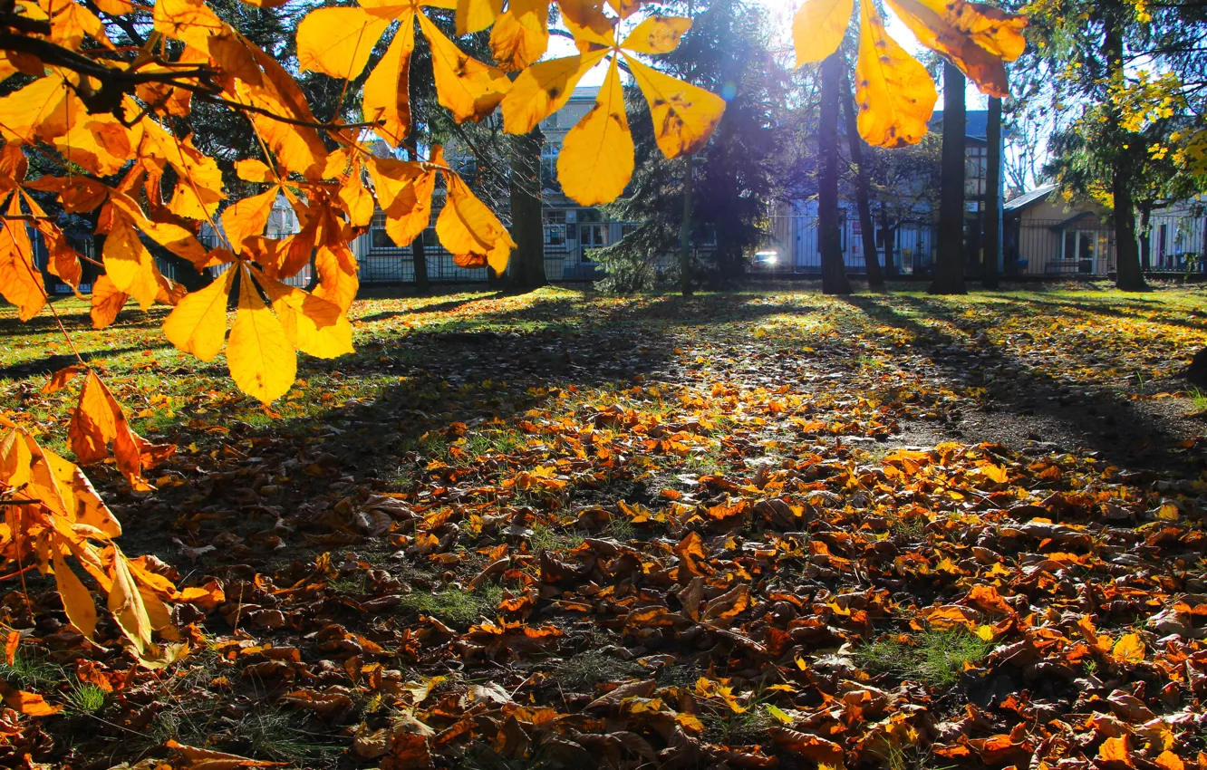 Photo wallpaper park, autumn, tree, leaf, fall