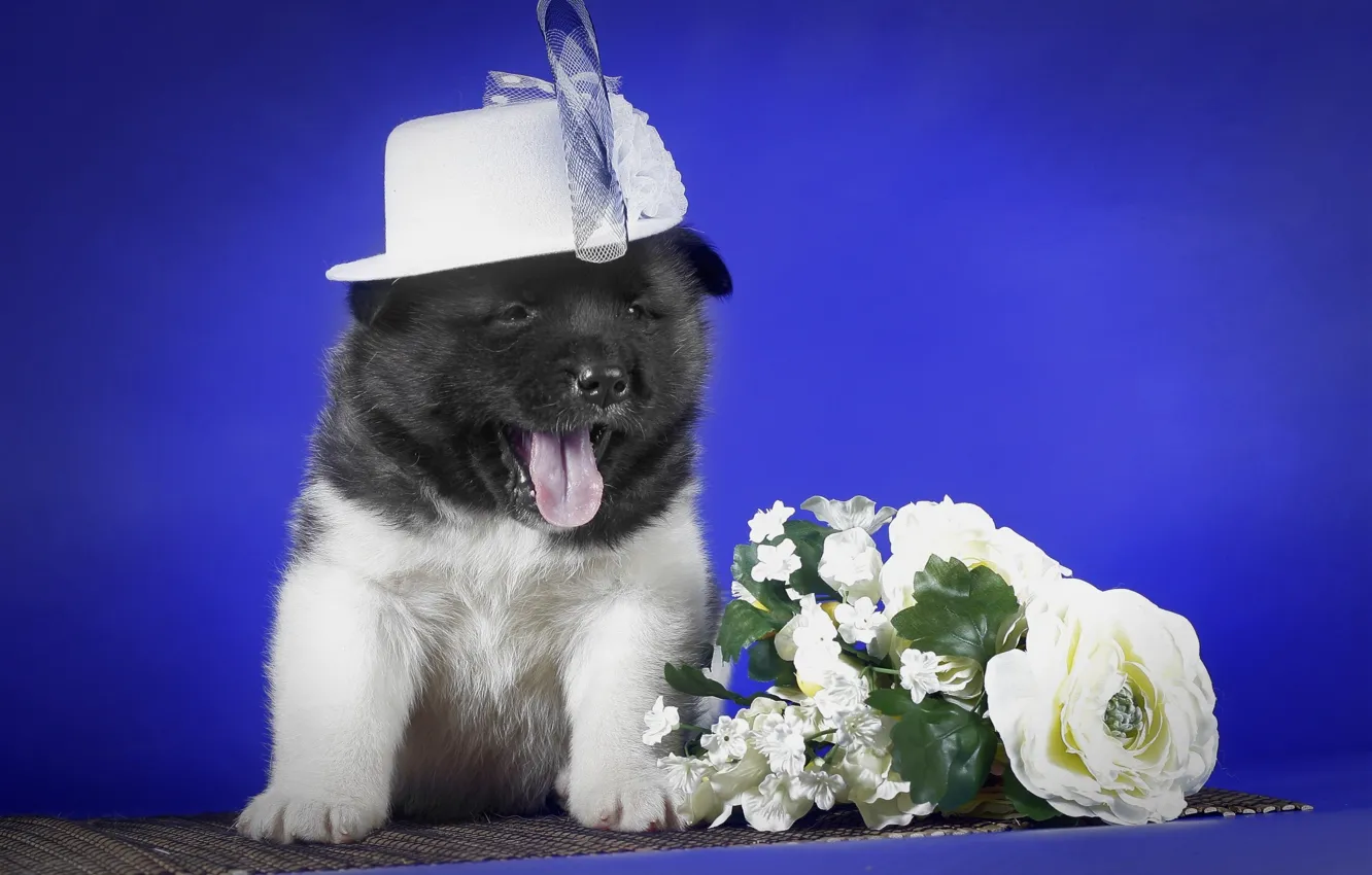 Photo wallpaper flowers, puppy, hat