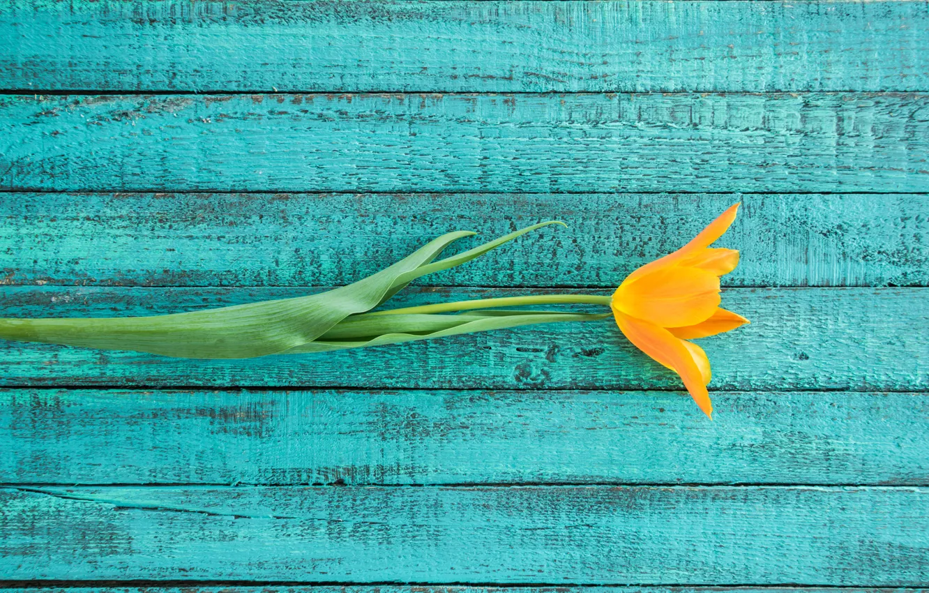 Photo wallpaper flowers, tulips, blue background