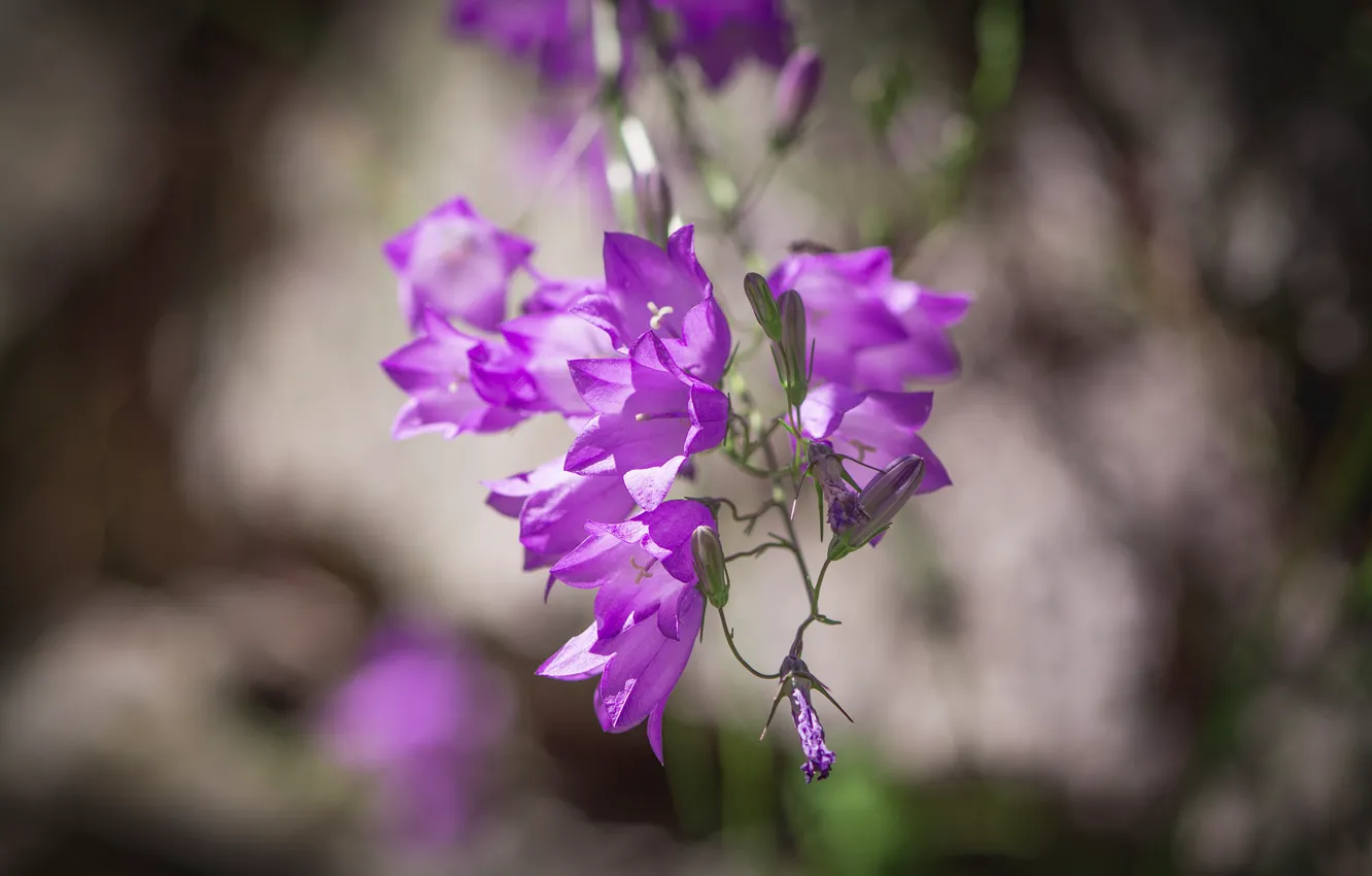 Photo wallpaper flowers, bells, field, lilac