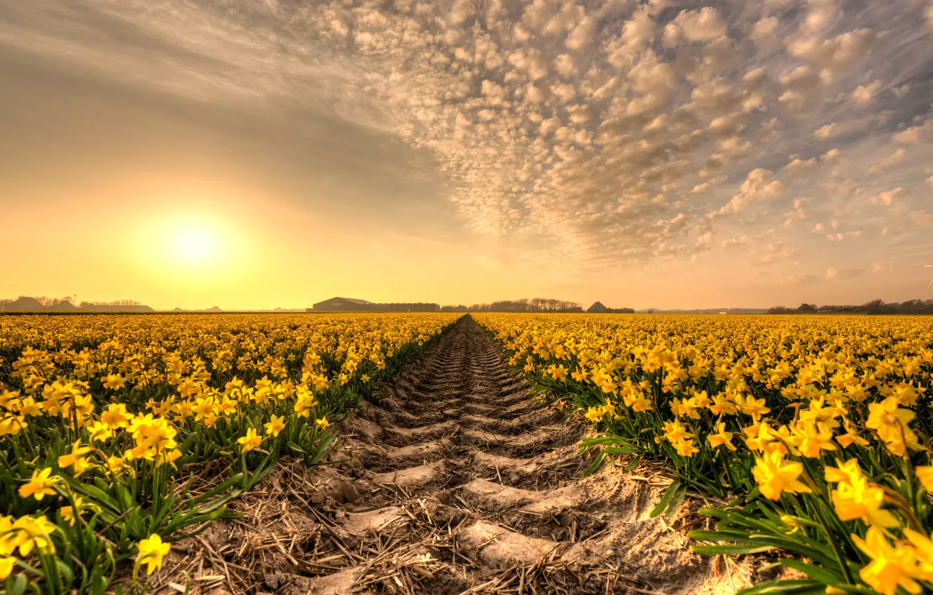 Photo wallpaper field, the sky, the sun, clouds, light, sunset, flowers, yellow