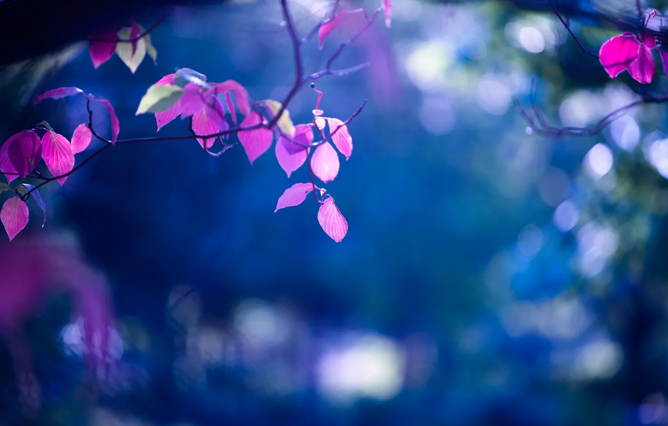 Photo wallpaper leaves, branches, background, bokeh