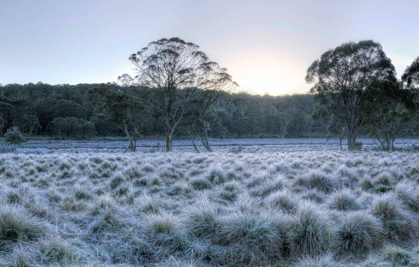 Photo wallpaper frost, forest, the sky, grass, the sun, trees, Park, dawn