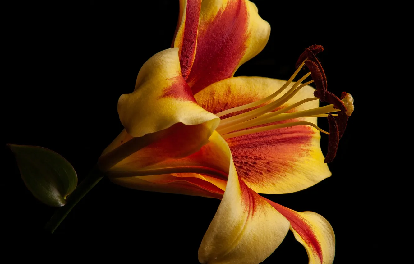 Photo wallpaper flower, background, Lily, petals