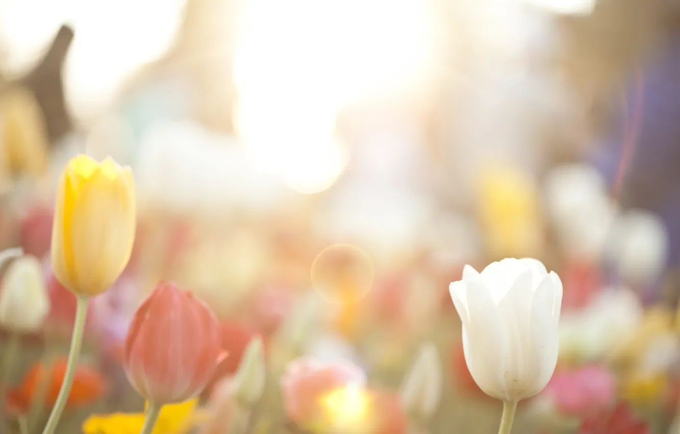 Photo wallpaper flowers, background, tulips