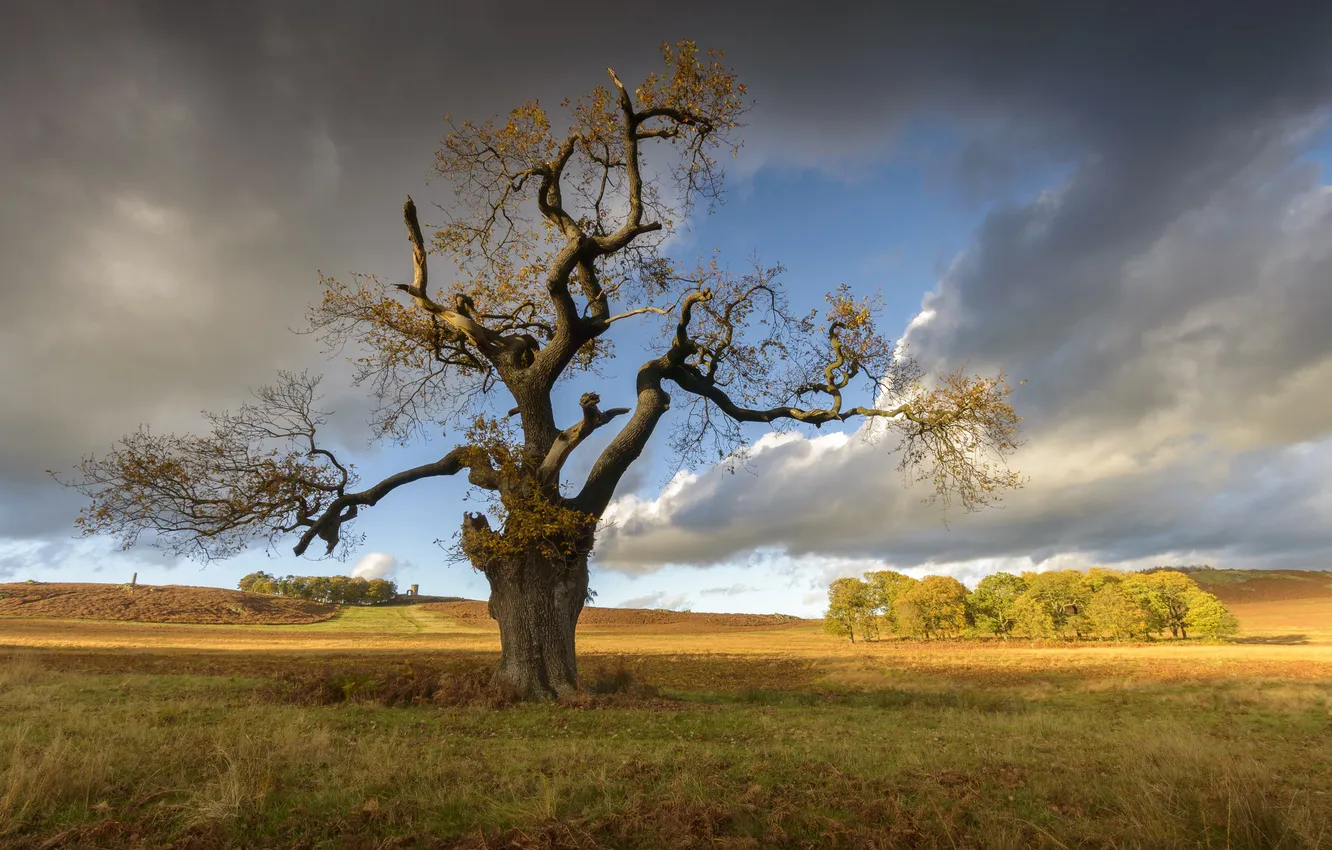 Photo wallpaper field, autumn, trees