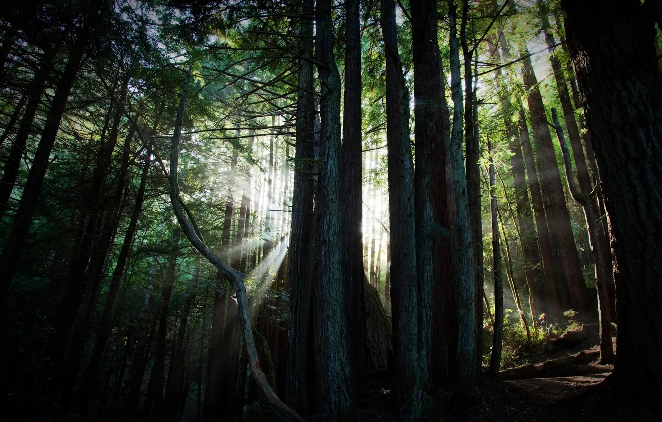 Photo wallpaper forest, light, trees