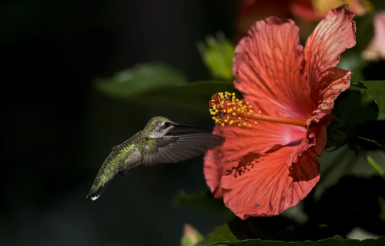 Photo wallpaper flower, macro, bird, Hummingbird, hibiscus