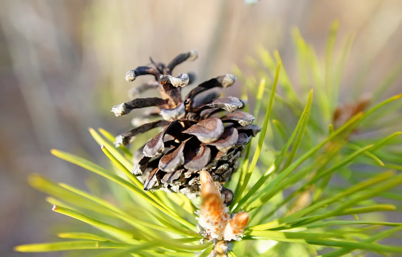 Photo wallpaper macro, needles, bumps