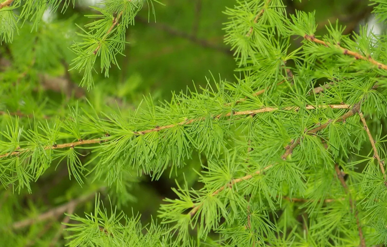 Photo wallpaper the sun, green, sprig, spring, day