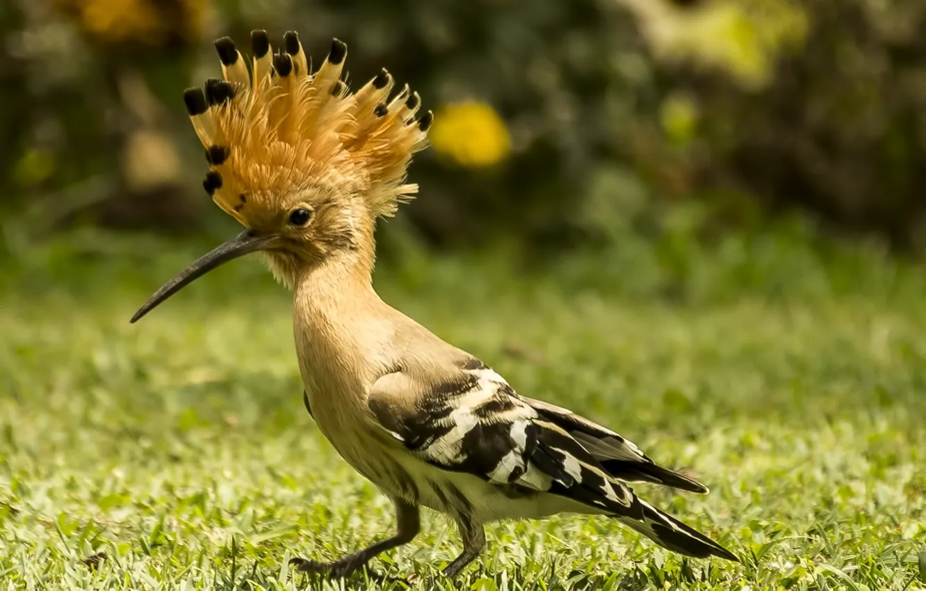 Photo wallpaper black, beige, hoopoe, and yellow bird on green grass during daytime
