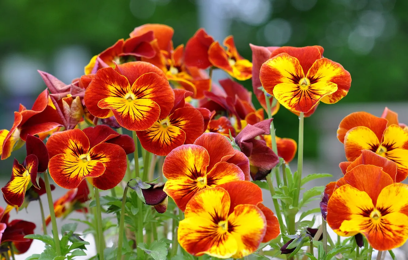 Photo wallpaper flowers, Pansy, bokeh, garden violets