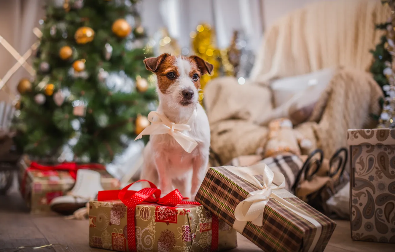 Photo wallpaper tree, dog, New Year, Christmas, gifts, Christmas, dog, 2018