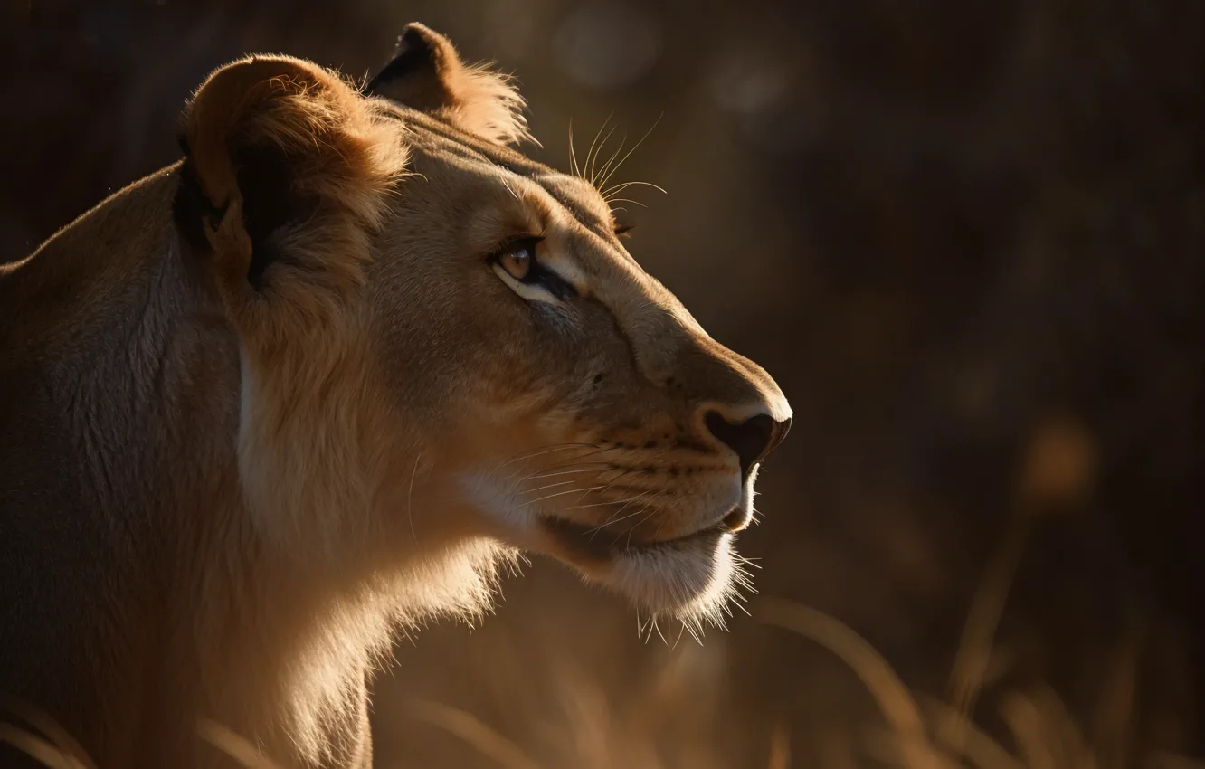 Photo wallpaper face, portrait, profile, lioness, digital art, AI art, The Art of Artificial Intelligence, neural network