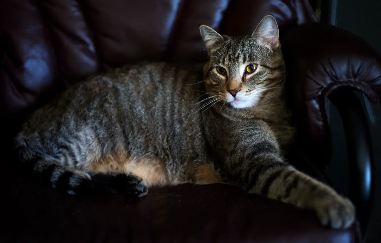 Photo wallpaper cat, cat, look, pose, comfort, grey, sofa, stay