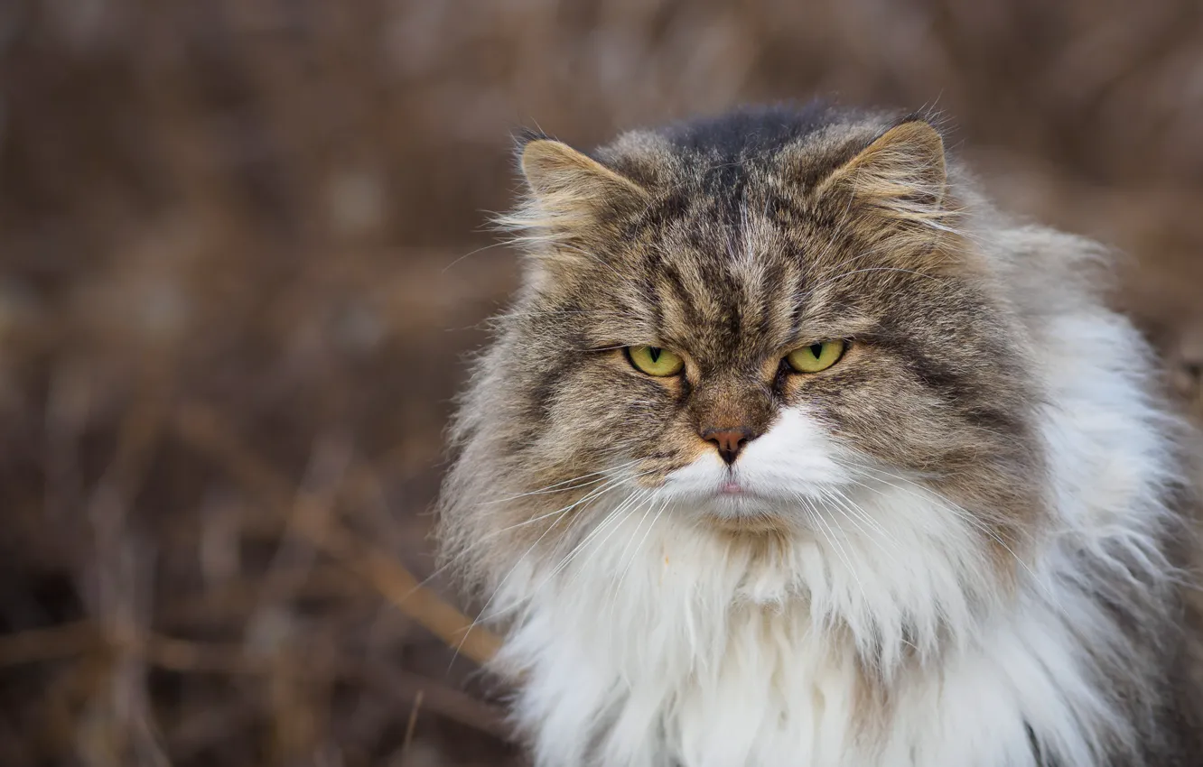 Photo wallpaper cat, look, fluffy, angry