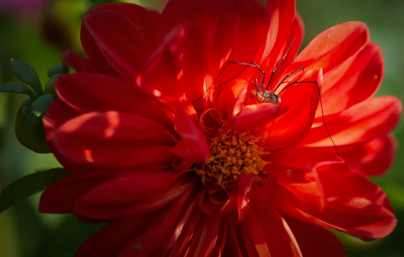 Photo wallpaper flower, red, spider