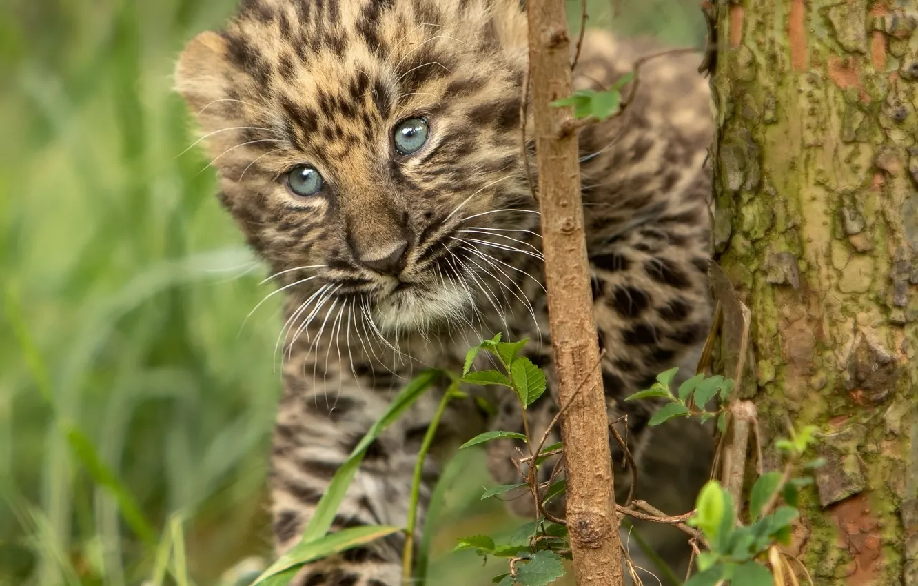 Photo wallpaper tree, Leopard, cub, kitty