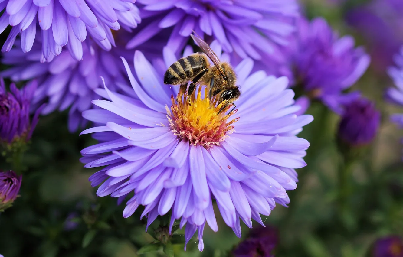 Photo wallpaper macro, flowers, bee, background, garden, insect, lilac, asters