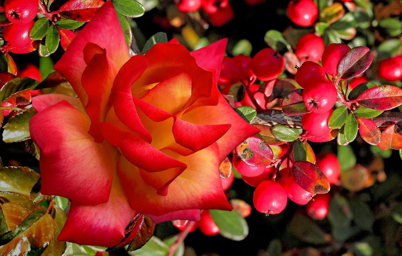 Photo wallpaper autumn, berries, beauty, Rose scarlet
