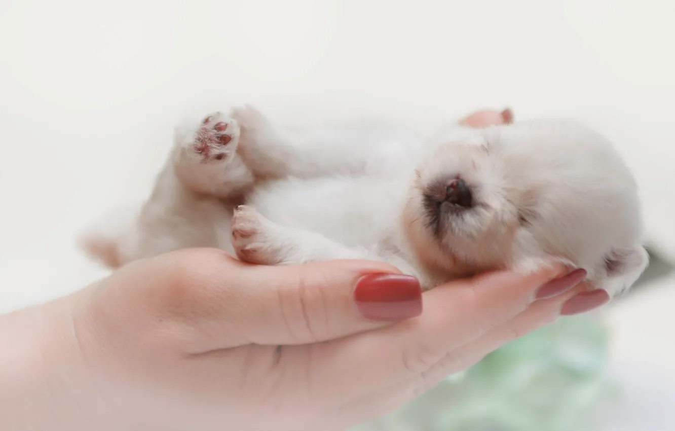 Photo wallpaper dog, hands, baby, sleeping, puppy, Spitz