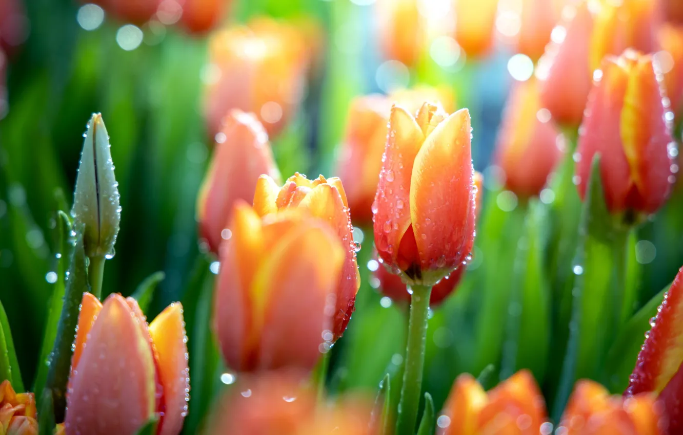 Photo wallpaper tulips, a lot, drops, blur bokeh