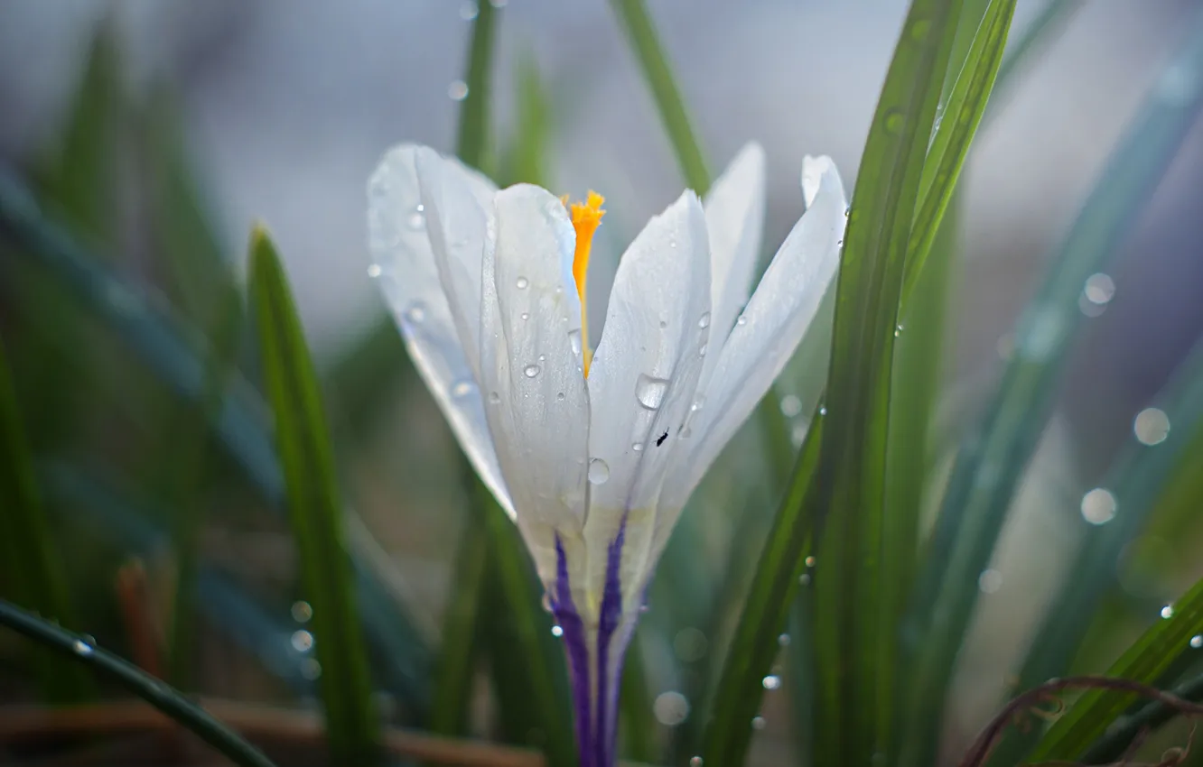 Photo wallpaper white, leaves, drops, flowers, spring, crocuses, blur, Krokus