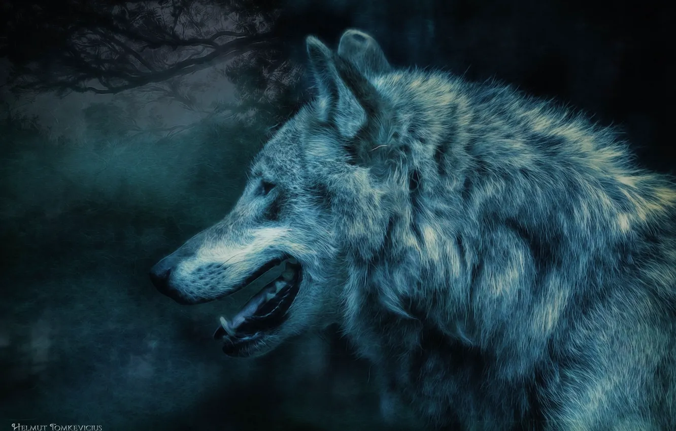 Photo wallpaper forest, night, wolf, predator, profile