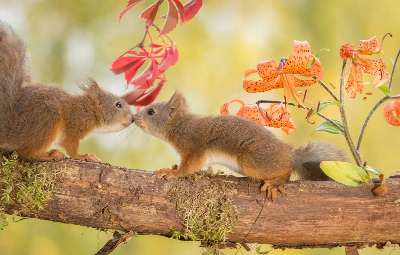 Photo wallpaper autumn, animals, flowers, nature, tree, Lily, branch, pair