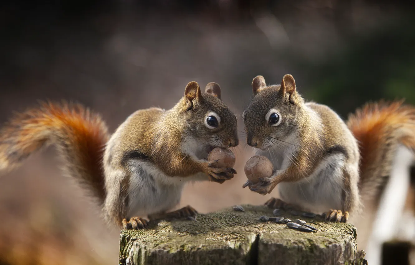 Photo wallpaper stump, nuts, proteins, Andre Villeneuve