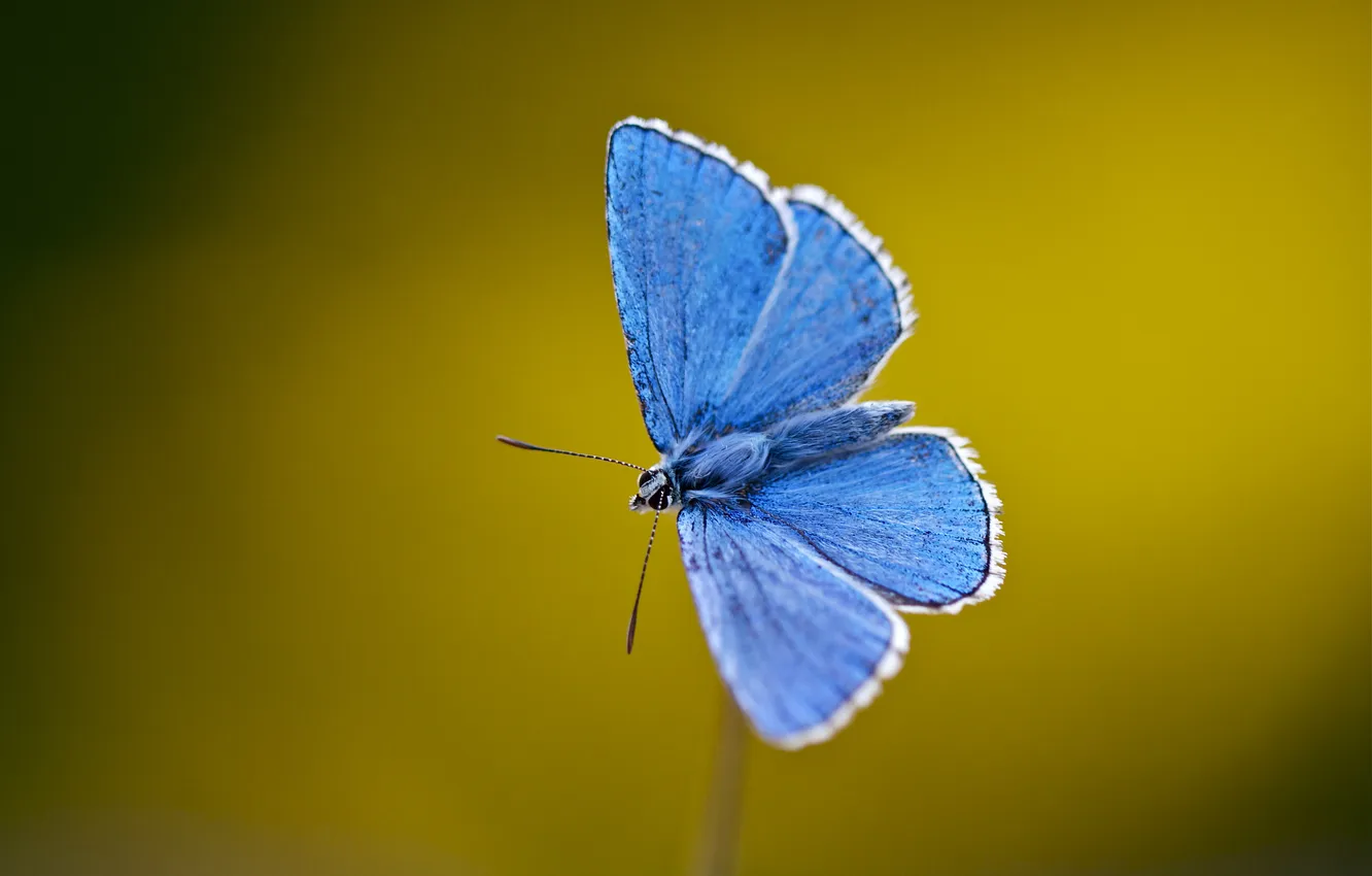 Photo wallpaper blue, butterfly, wings, stem, antennae, blue, wings, butterfly