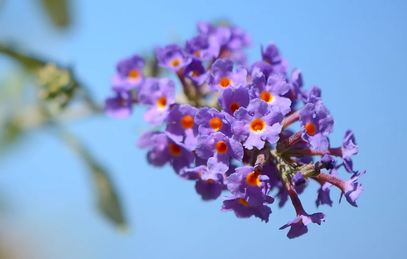 Photo wallpaper the sky, flowers, branch, inflorescence