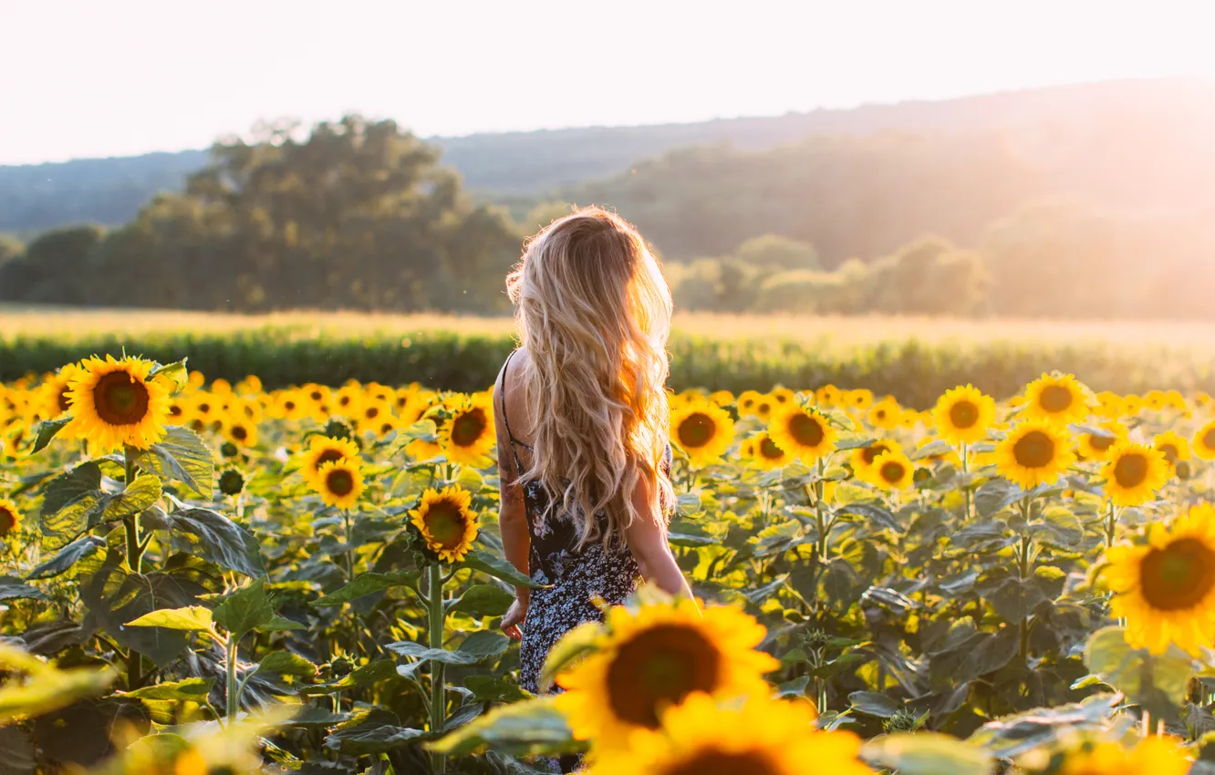 Photo wallpaper field, girl, sunflowers, sunset, flowers, blonde