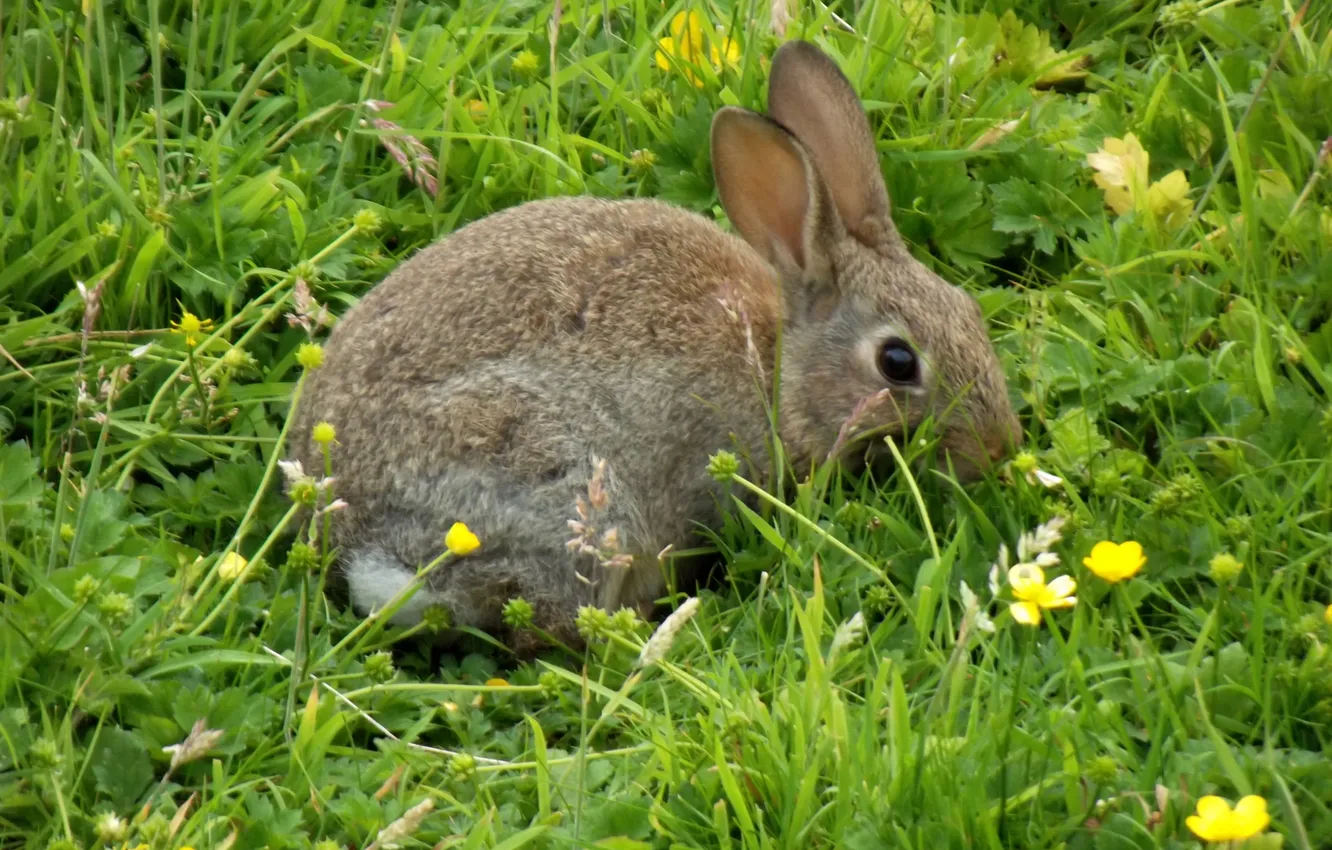 Photo wallpaper grass, nature, rabbit, buttercups
