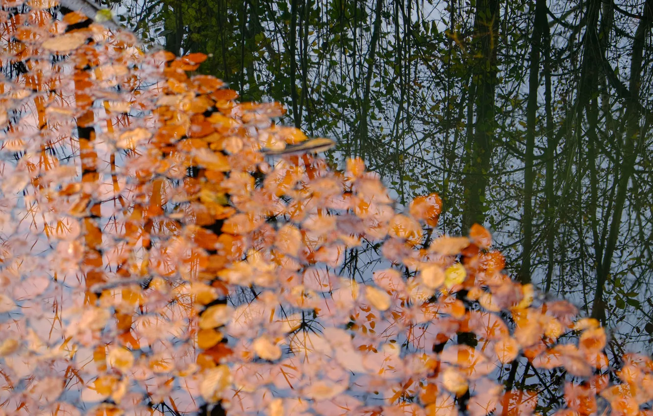 Photo wallpaper autumn, leaves, river