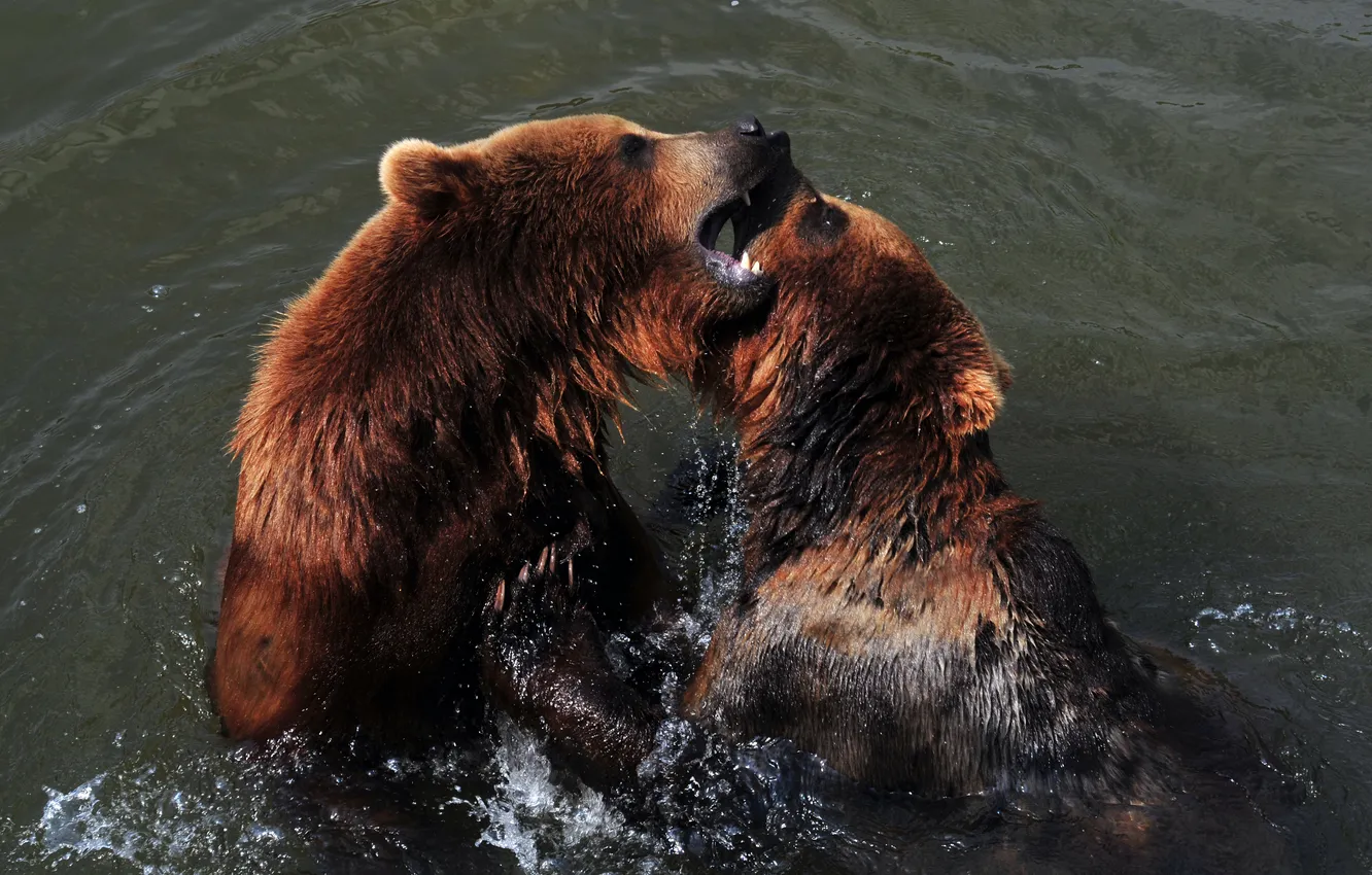 Photo wallpaper the game, bear, bathing, pair, pond