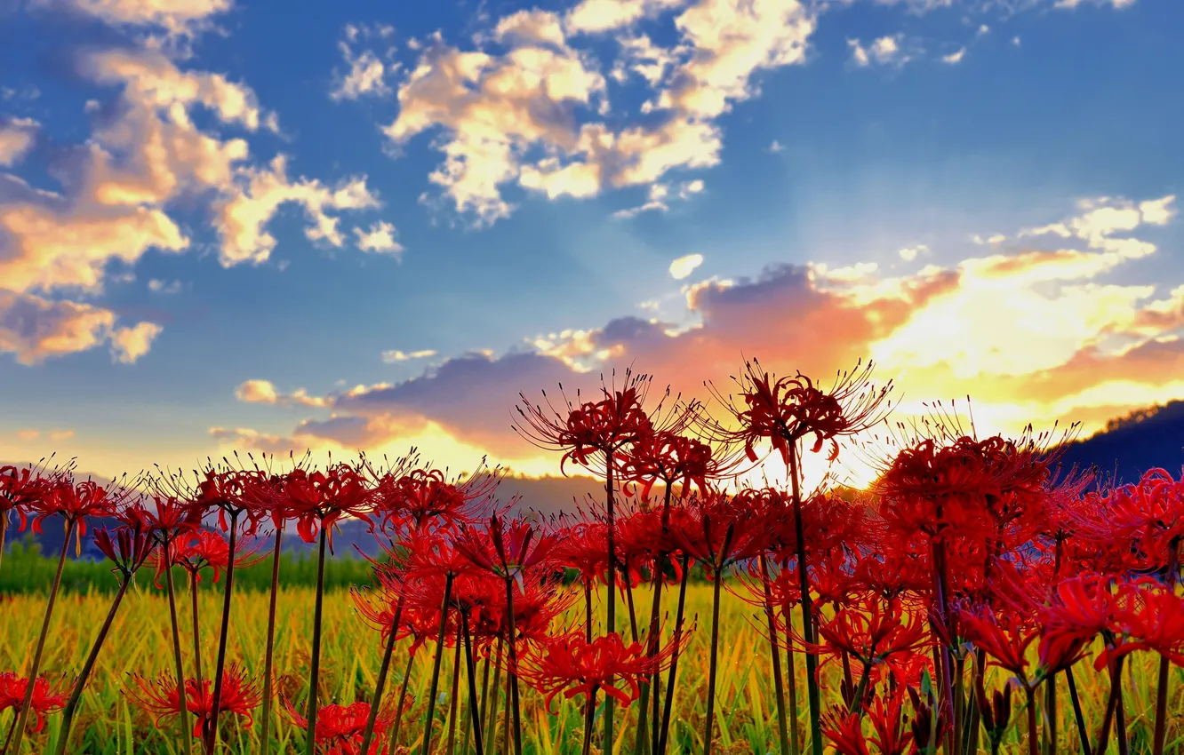 Photo wallpaper field, the sky, clouds, flowers, nature