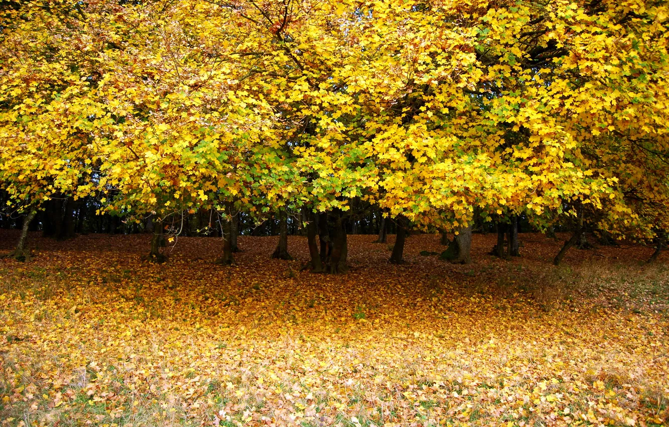 Photo wallpaper autumn, leaves, trees, Park, glade, yellow