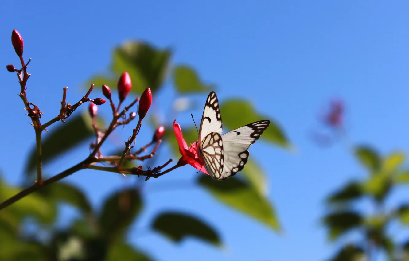 Photo wallpaper flower, summer, the sky, nature, sprig, butterfly, wings, blue