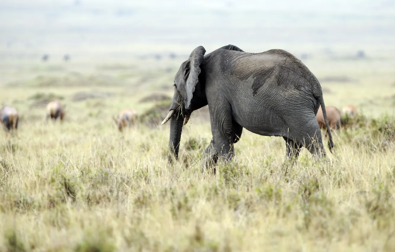 Photo wallpaper nature, background, elephant