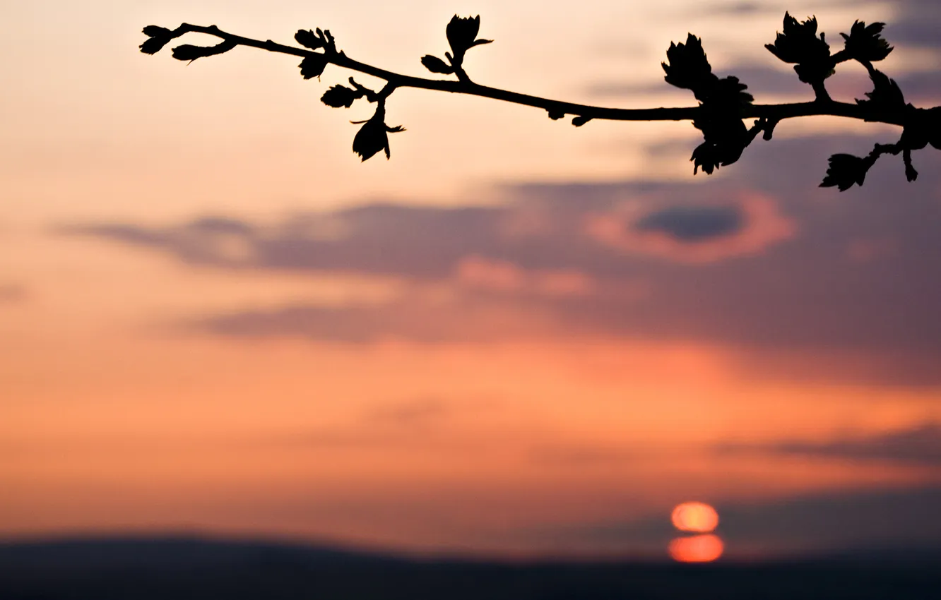 Photo wallpaper Sunset, branch, the evening