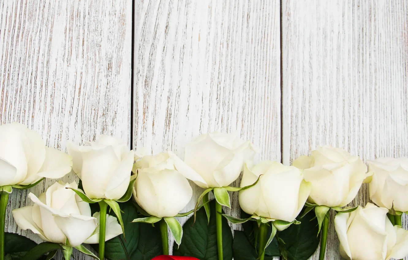 Photo wallpaper roses, tape, white, buds, Olena Rudo