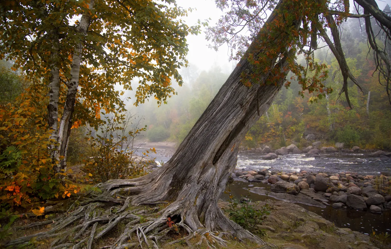 Photo wallpaper autumn, forest, trees, river
