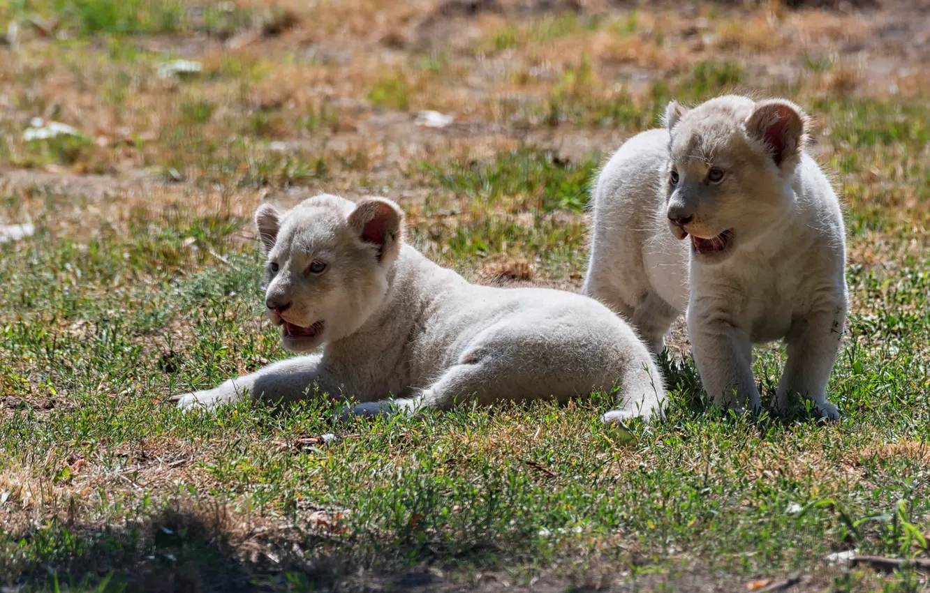 Photo wallpaper grass, look, light, nature, pose, background, glade, two
