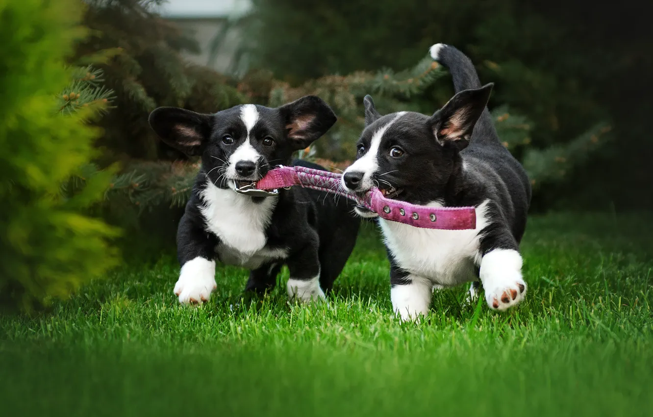 Photo wallpaper grass, lawn, dog, puppy, collar, walk, a couple, Ekaterina Kikot
