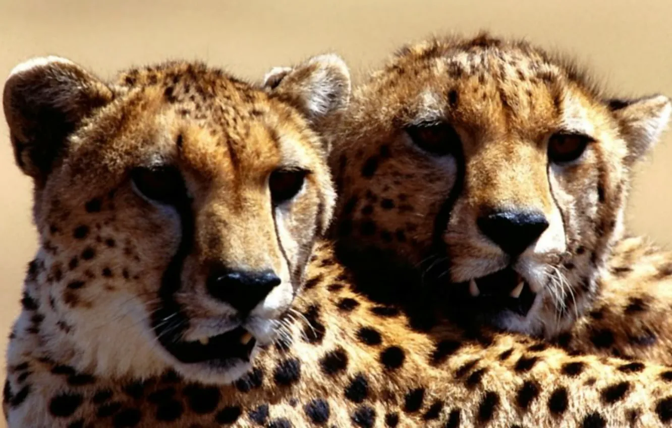 Photo wallpaper cat, Cheetah, zhyvotnyh